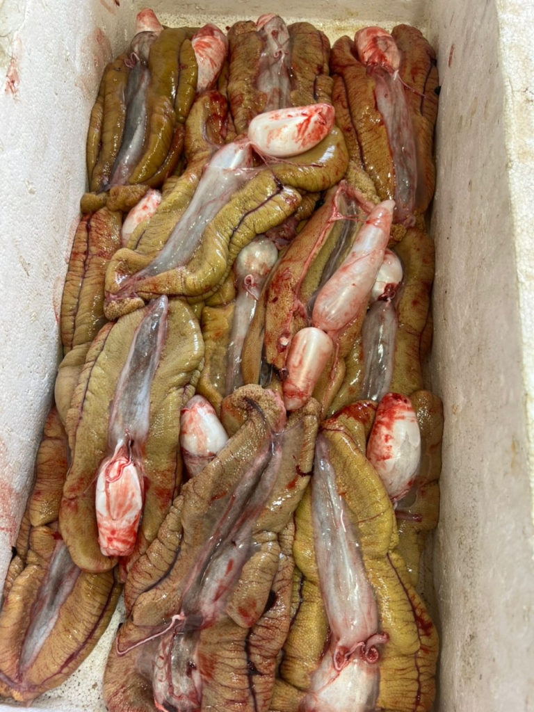 شیرین روده